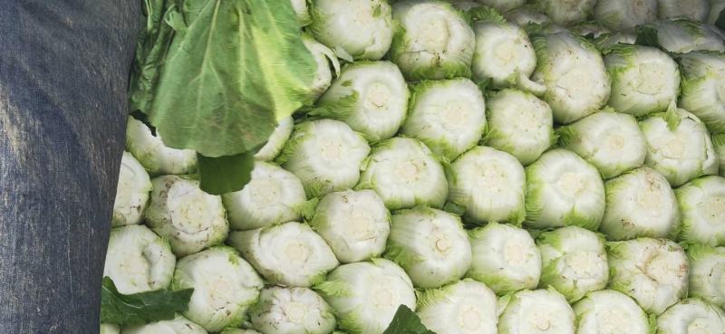 黄心菊锦大白菜4~6斤净菜推荐潍坊青专业团队装车割菜