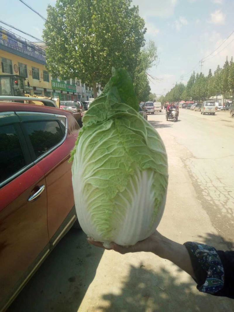 黄心菊锦大白菜4~6斤净菜推荐潍坊青专业团队装车割菜