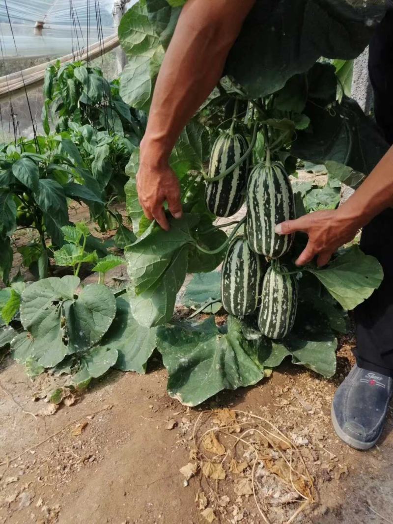 山东潍坊青州博洋九号甜瓜新鲜上市【推荐】潍坊青州市嘎嘎甜