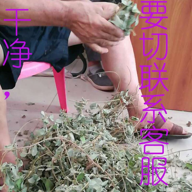 广西新鲜晒干大叶金钱草广金钱草化石茶药材店铺批发