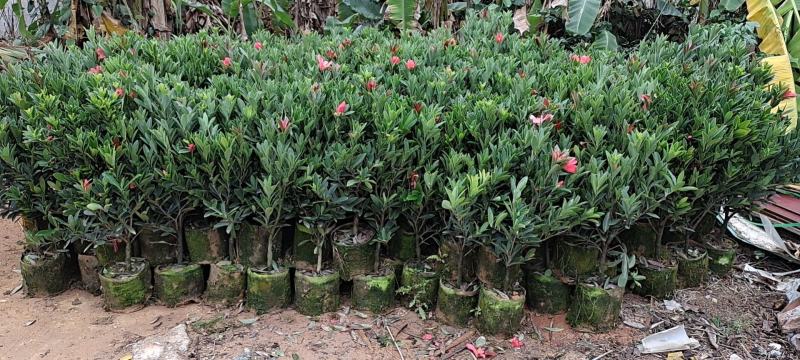 本苗圃几十亩四季红山茶，大叶茶花，产地直销，全国供货