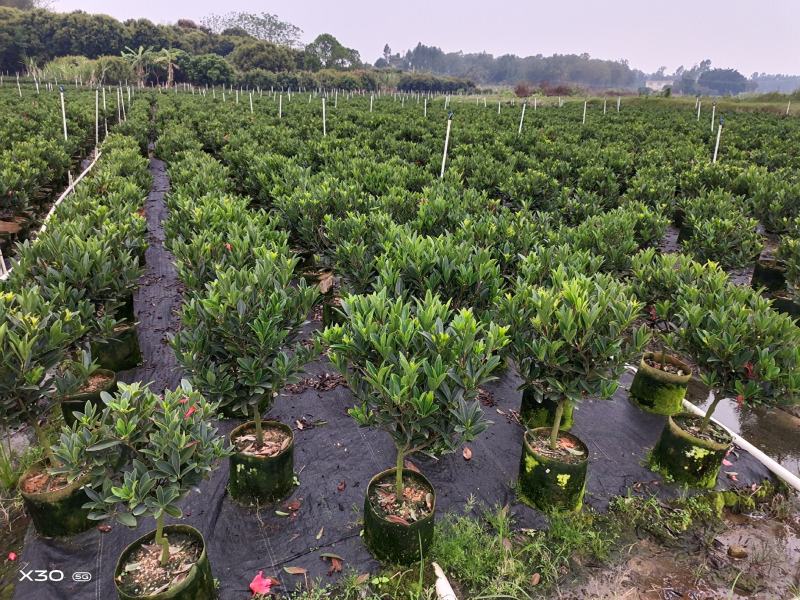 本苗圃几十亩四季红山茶，大叶茶花，产地直销，全国供货