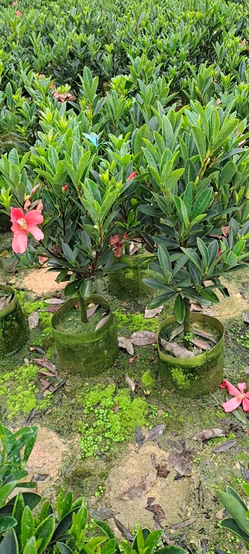 本苗圃几十亩四季红山茶，大叶茶花，产地直销，全国供货