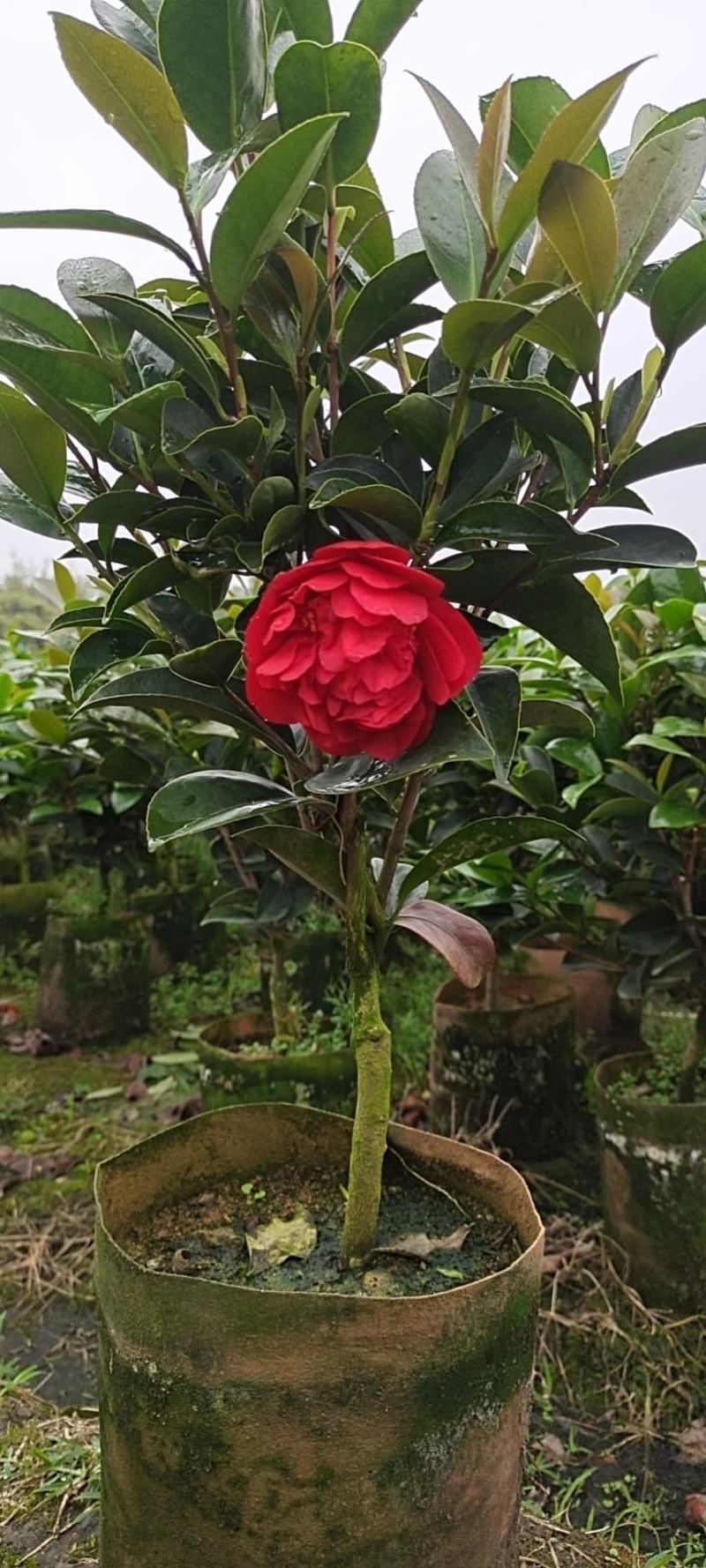 本苗圃几十亩四季红山茶，大叶茶花，产地直销，全国供货