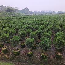 本苗圃几十亩四季红山茶，大叶茶花，产地直销，全国供货