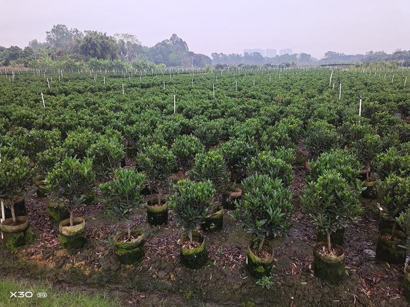 本苗圃几十亩四季红山茶，大叶茶花，产地直销，全国供货