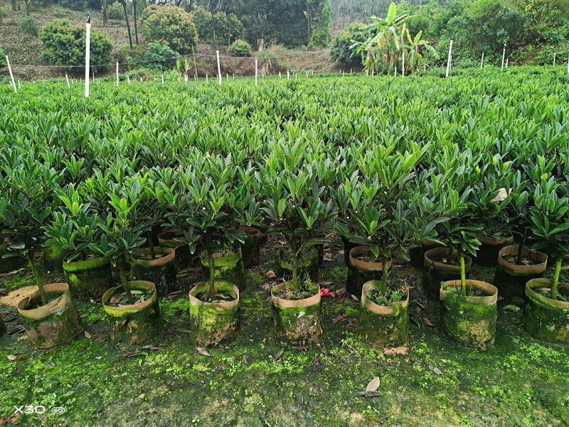 本苗圃几十亩四季红山茶，大叶茶花，产地直销，全国供货