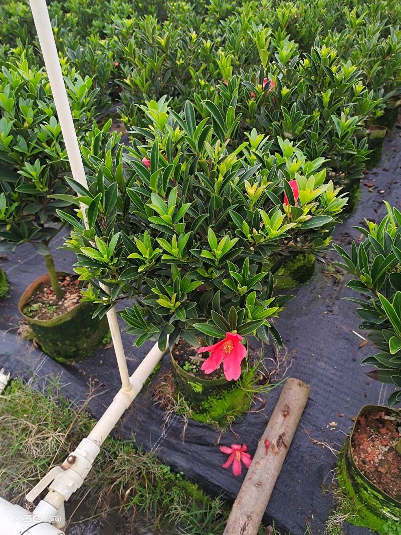 本苗圃几十亩四季红山茶，大叶茶花，产地直销，全国供货