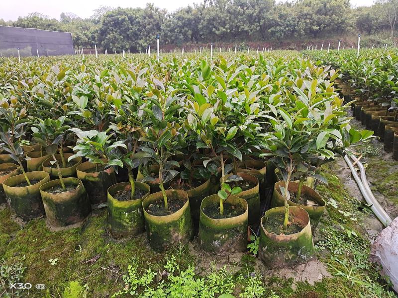 本苗圃几十亩四季红山茶，大叶茶花，产地直销，全国供货