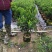 本苗圃几十亩四季红山茶，大叶茶花，产地直销，全国供货