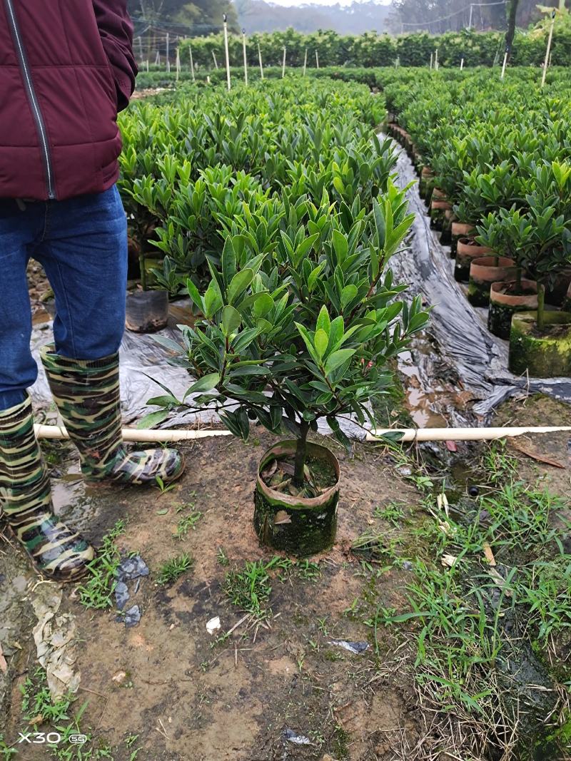 本苗圃几十亩四季红山茶，大叶茶花，产地直销，全国供货