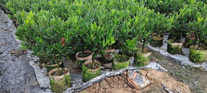 本苗圃几十亩四季红山茶，大叶茶花，产地直销，全国供货