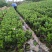 本苗圃几十亩四季红山茶，大叶茶花，产地直销，全国供货
