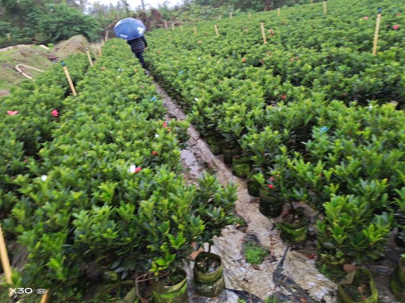 本苗圃几十亩四季红山茶，大叶茶花，产地直销，全国供货
