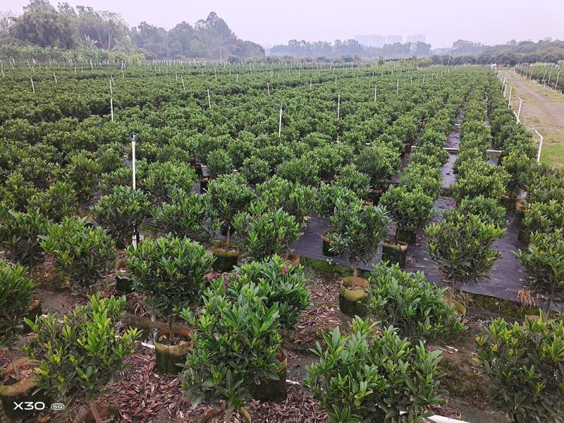 本苗圃几十亩四季红山茶，大叶茶花，产地直销，全国供货
