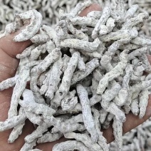 白僵蚕天虫姜蚕僵蚕中药材批发零售姜蚕清水僵蚕