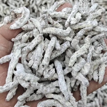 白僵蚕天虫姜蚕僵蚕中药材批发零售姜蚕清水僵蚕