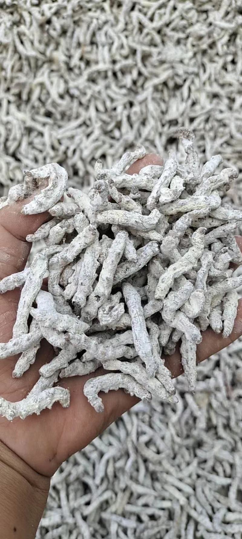 白僵蚕天虫姜蚕僵蚕中药材批发零售姜蚕清水僵蚕