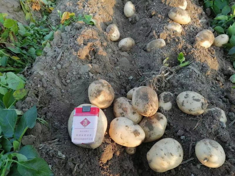 德宏丽薯，合作88黄皮土豆