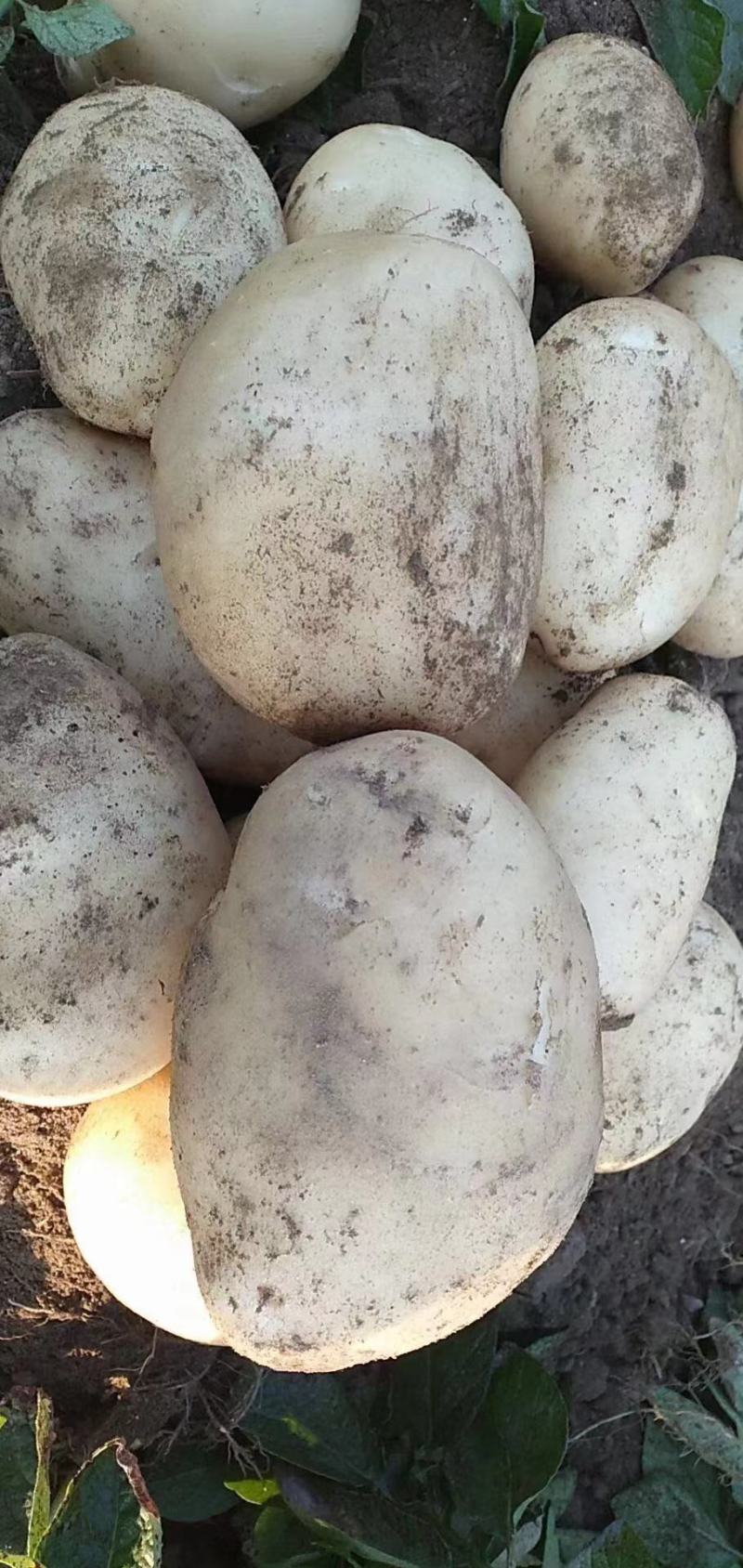 德宏丽薯，合作88黄皮土豆