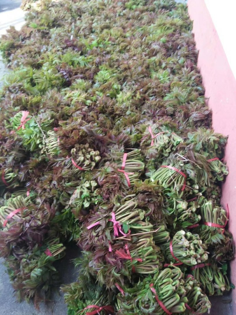 山东省新泰市马家寨子村香椿芽批发基地，货真价实的好地方。