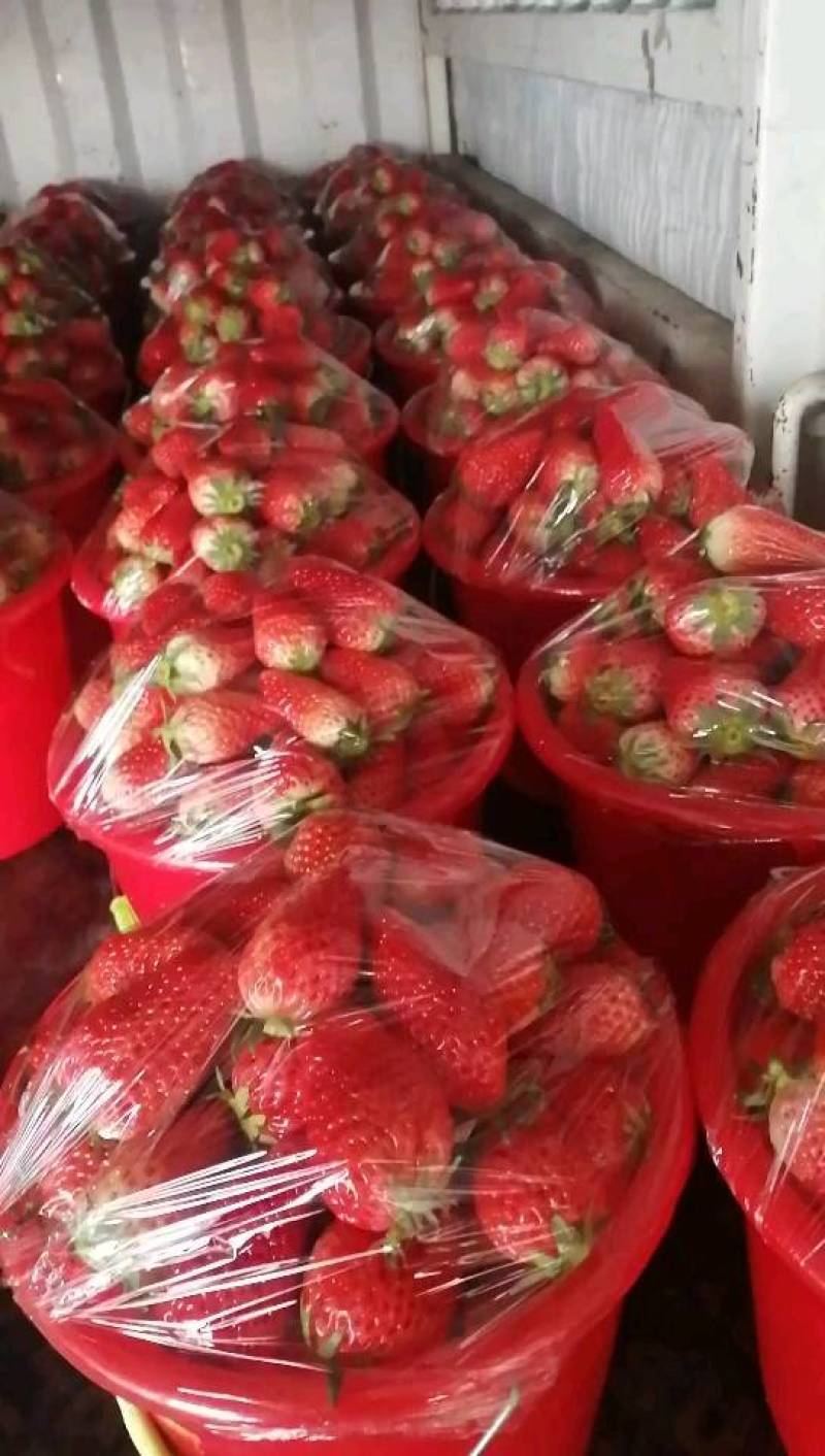 草莓甜宝草莓，色艳亮丽，甜度好，耐运输自然成熟