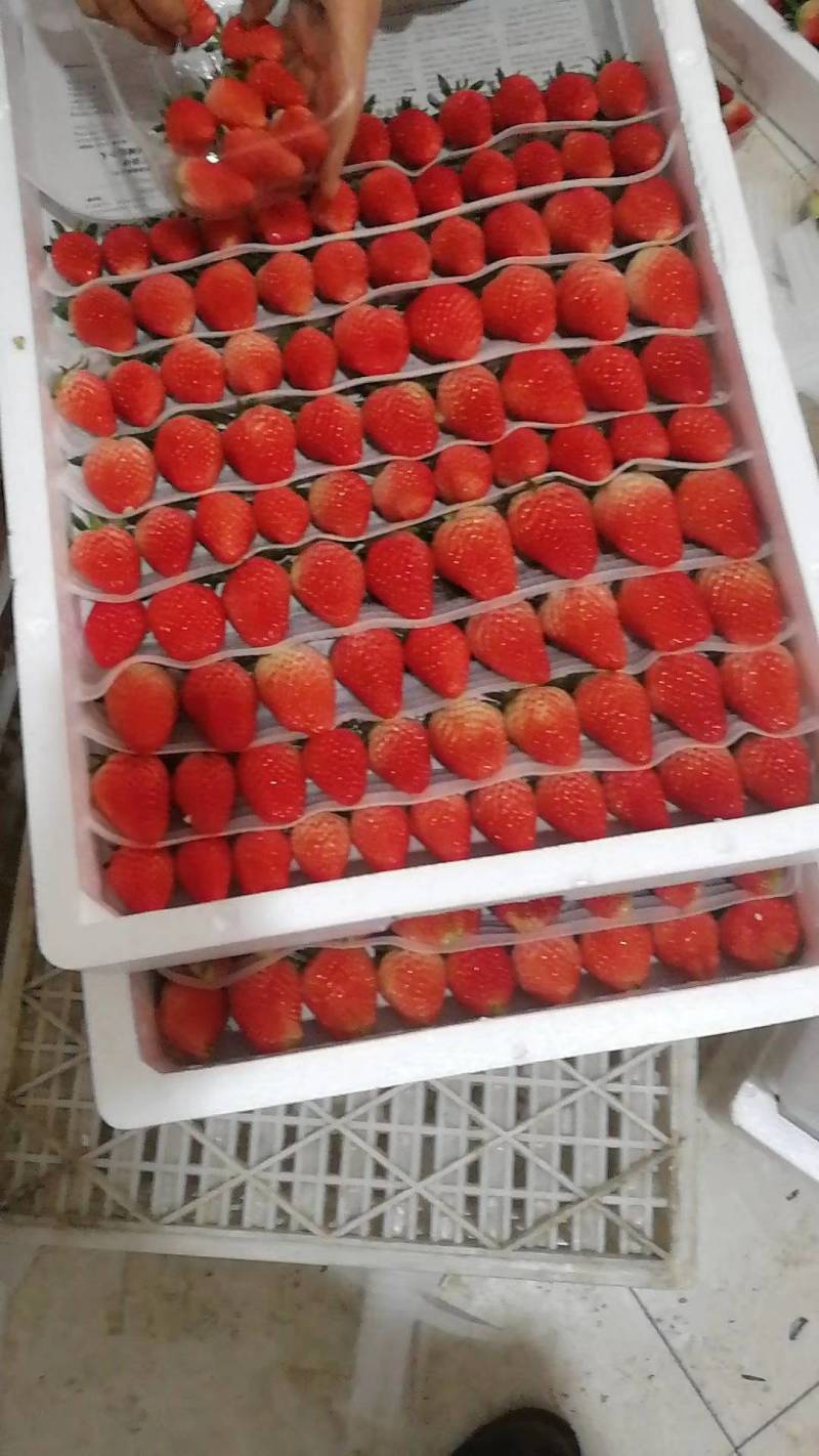 草莓甜宝草莓，色艳亮丽，甜度好，耐运输自然成熟