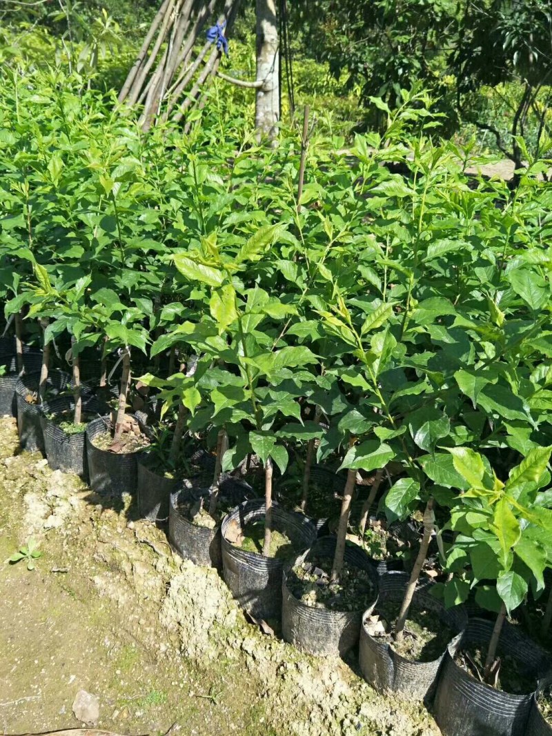 三华李苗、0.8公分高30-50