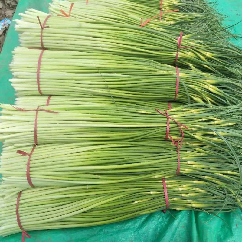 精品蒜薹蒜苔诚信代办产地直发欢迎致电