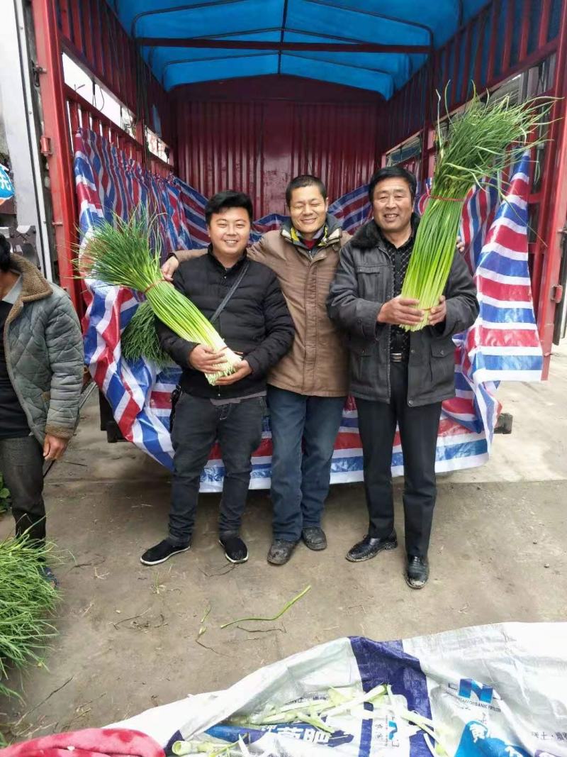 精品蒜薹蒜苔诚信代办产地直发欢迎致电