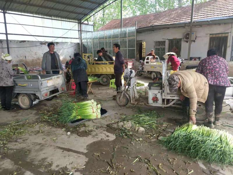 精品蒜薹蒜苔诚信代办产地直发欢迎致电