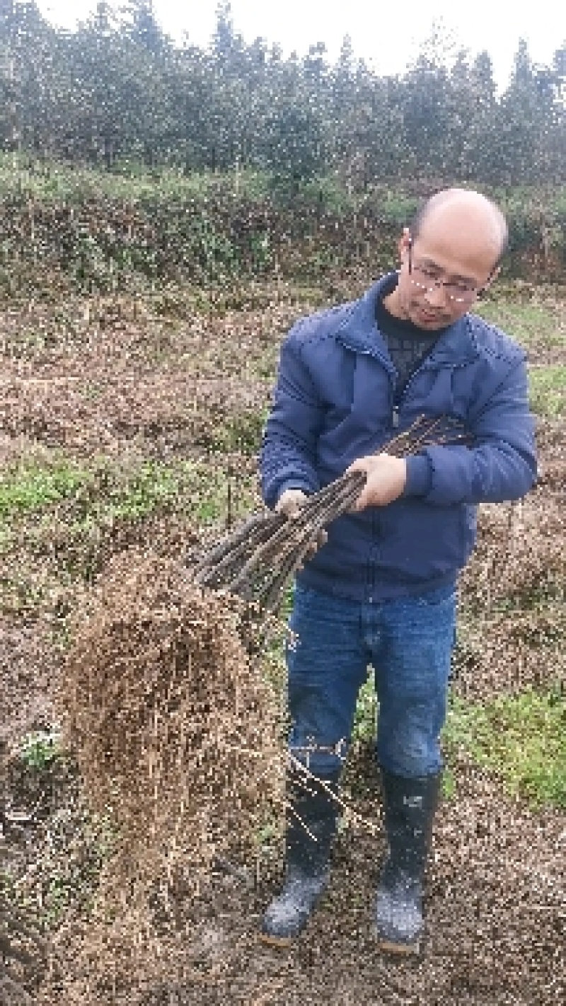 吴茱萸中花吴茱萸米辣子，贵州高原无污染特产吴茱萸