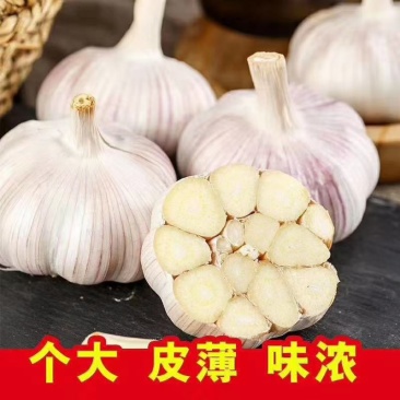 鲜大蒜/干大蒜，个大皮薄味浓，一手货源价格更低，需要联系