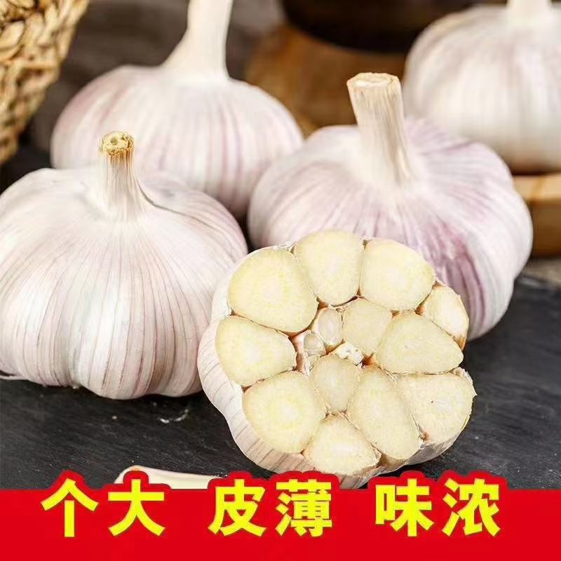 鲜大蒜/干大蒜，个大皮薄味浓，一手货源价格更低，需要联系