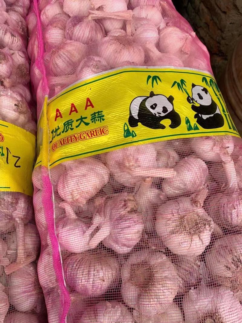 鲜大蒜/干大蒜，个大皮薄味浓，一手货源价格更低，需要联系