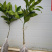 新品种嫁接柚子树苗红心蜜柚三红蜜柚南方种植盆栽地栽果树苗