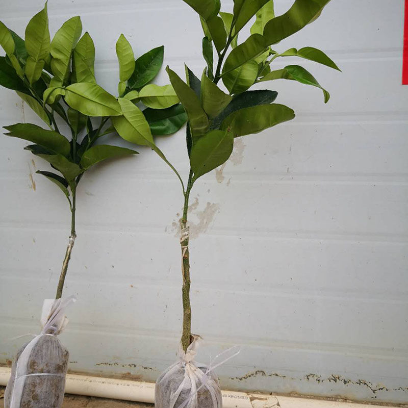 新品种嫁接柚子树苗红心蜜柚三红蜜柚南方种植盆栽地栽果树苗