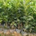新品种嫁接柚子树苗红心蜜柚三红蜜柚南方种植盆栽地栽果树苗