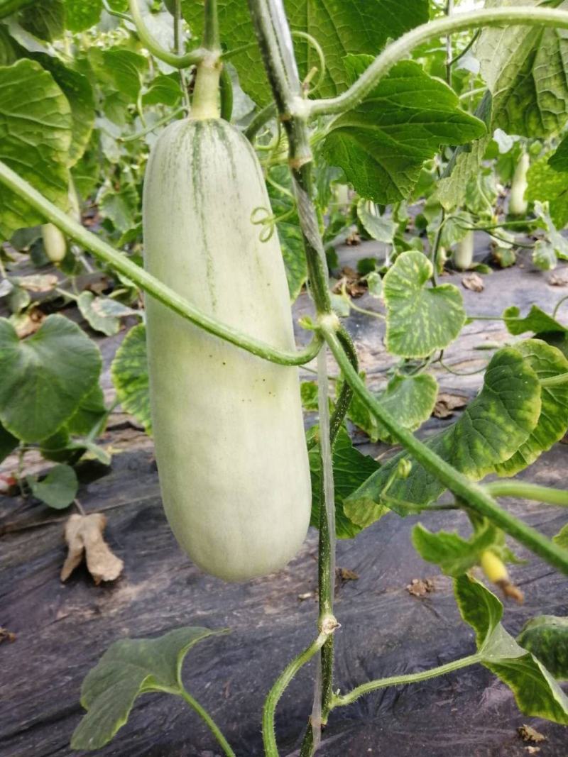 博洋61甜瓜：暖棚头茬、自然成熟、又脆又甜
