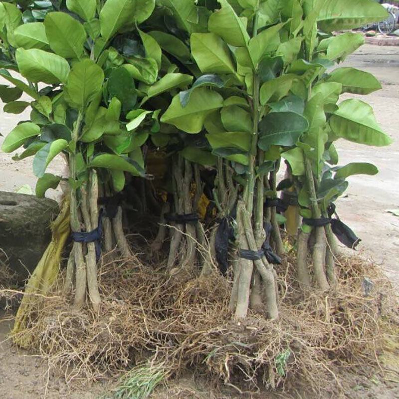 新品种嫁接柚子树苗红心蜜柚三红蜜柚南方种植盆栽地栽果树苗