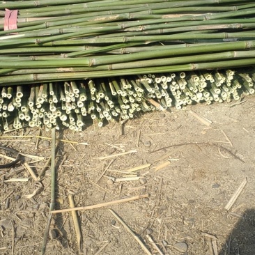 竹竿大量批发。有需要的老板前来购，物美价廉。订购热线。