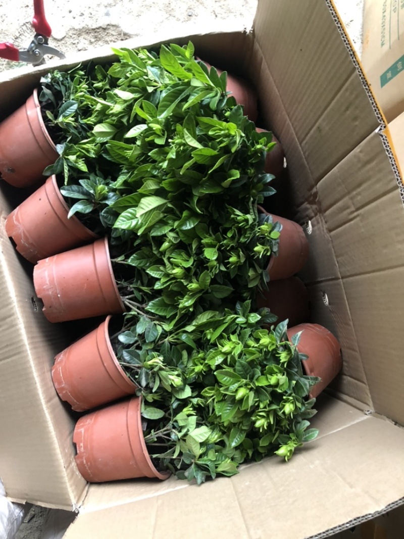 特级桅子花，花苞多多