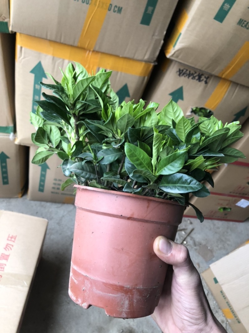 特级桅子花，花苞多多