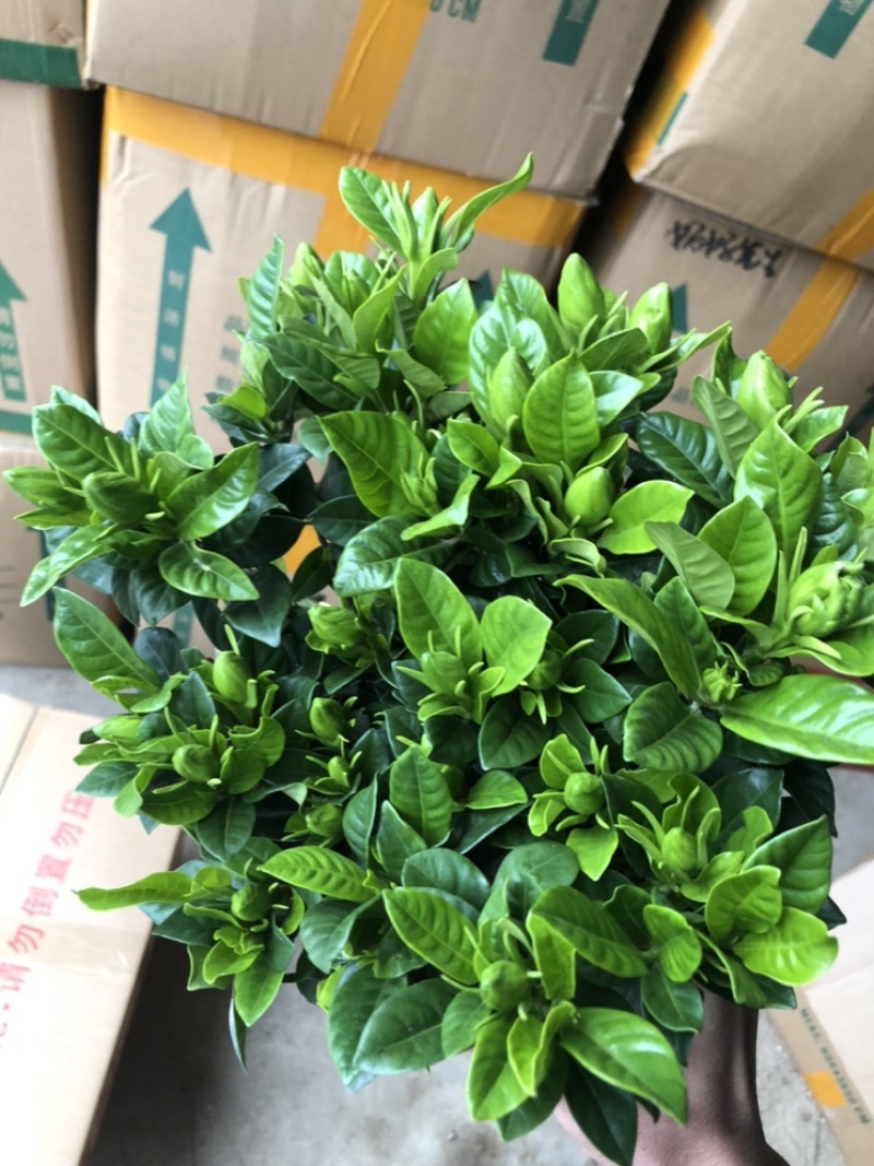 特级桅子花，花苞多多