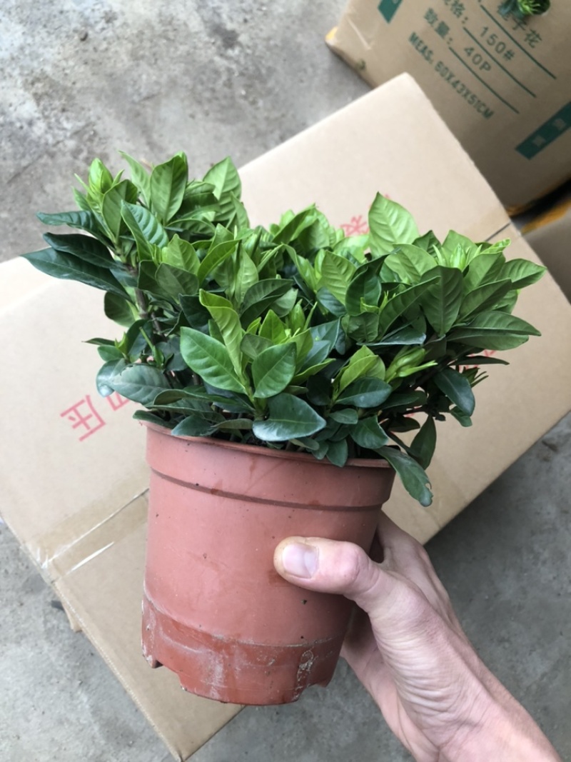 特级桅子花，花苞多多