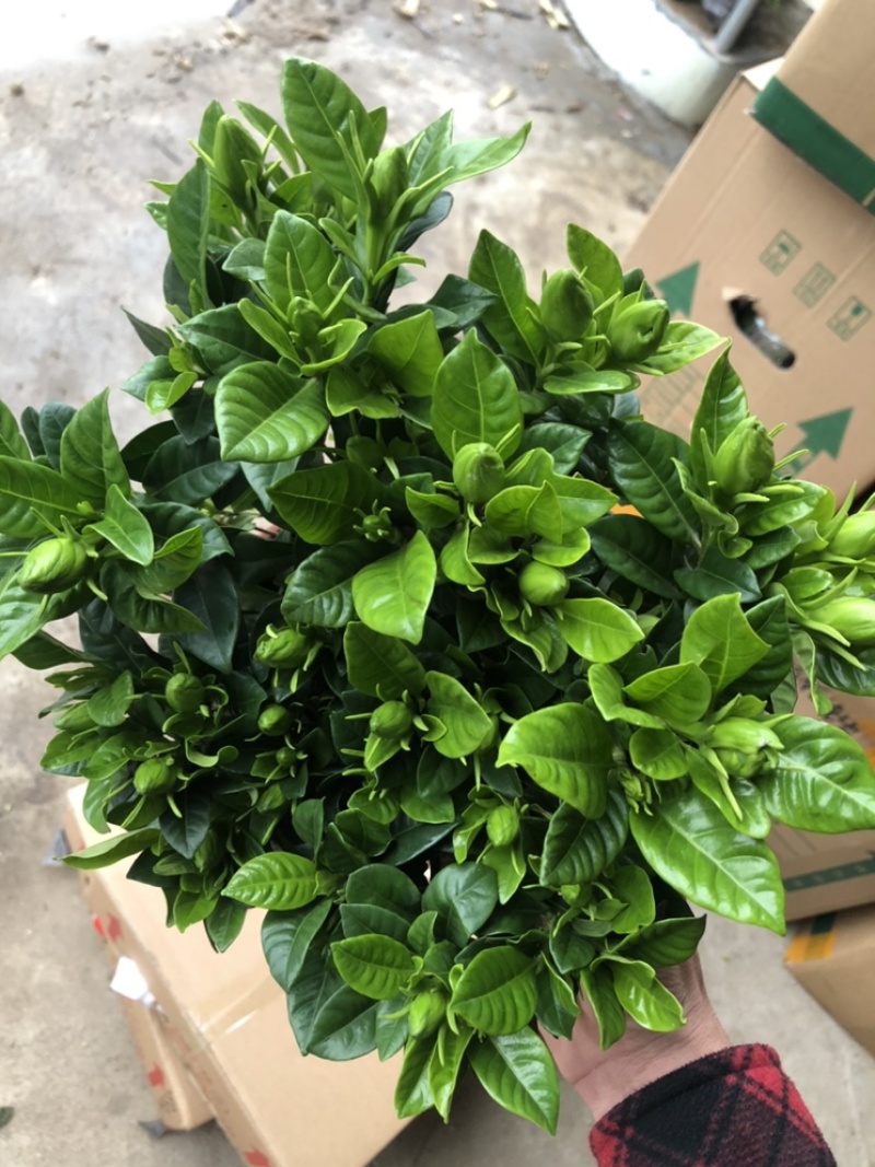 特级桅子花，花苞多多