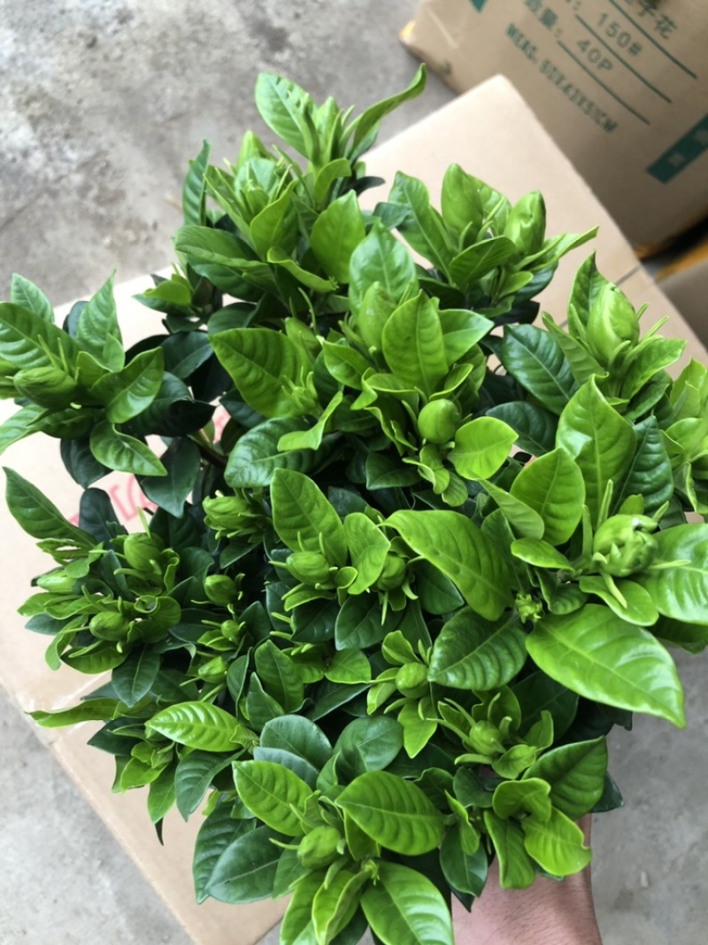 特级桅子花，花苞多多