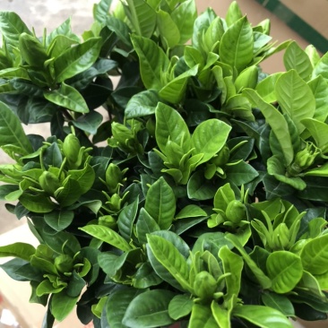 特级桅子花，花苞多多