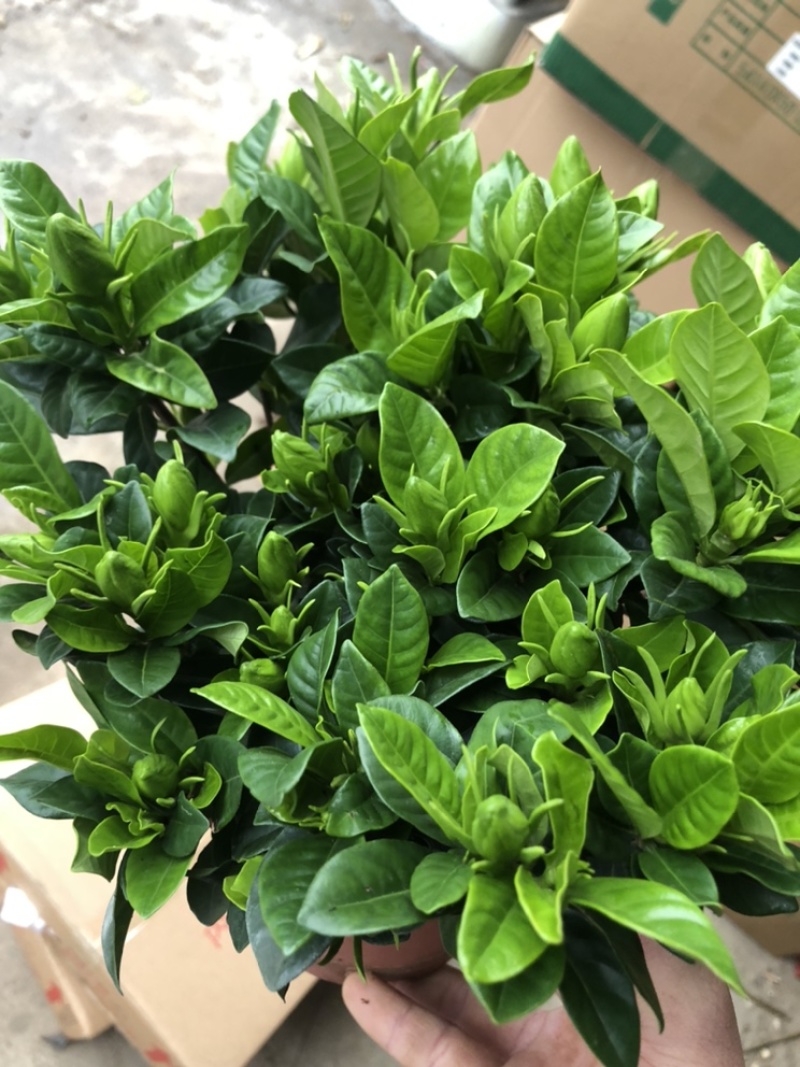 特级桅子花，花苞多多