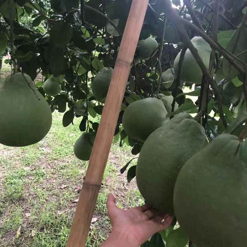 新品种嫁接柚子树苗红心蜜柚三红蜜柚南方种植盆栽地栽果树苗
